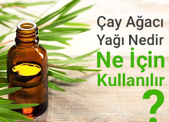 Çay Ağacı Yağı Nedir Ne İçin Kullanılır?