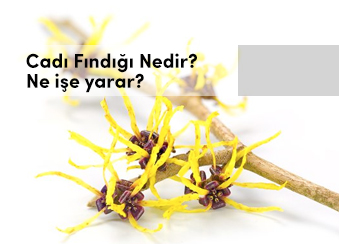 Cadı Fındığı Witch Hazel nedir? Ne İşe yarar