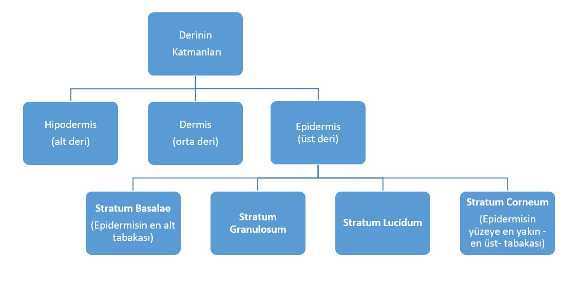 Derinin Katmanları