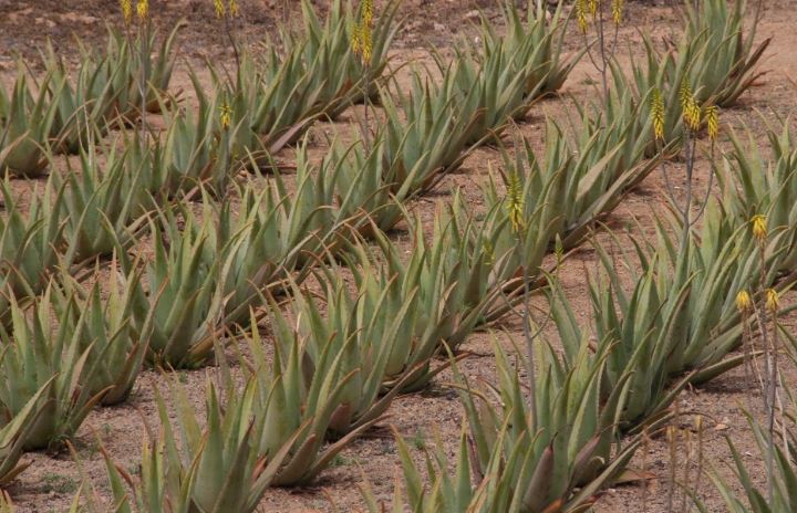 Aloe Vera tarlası